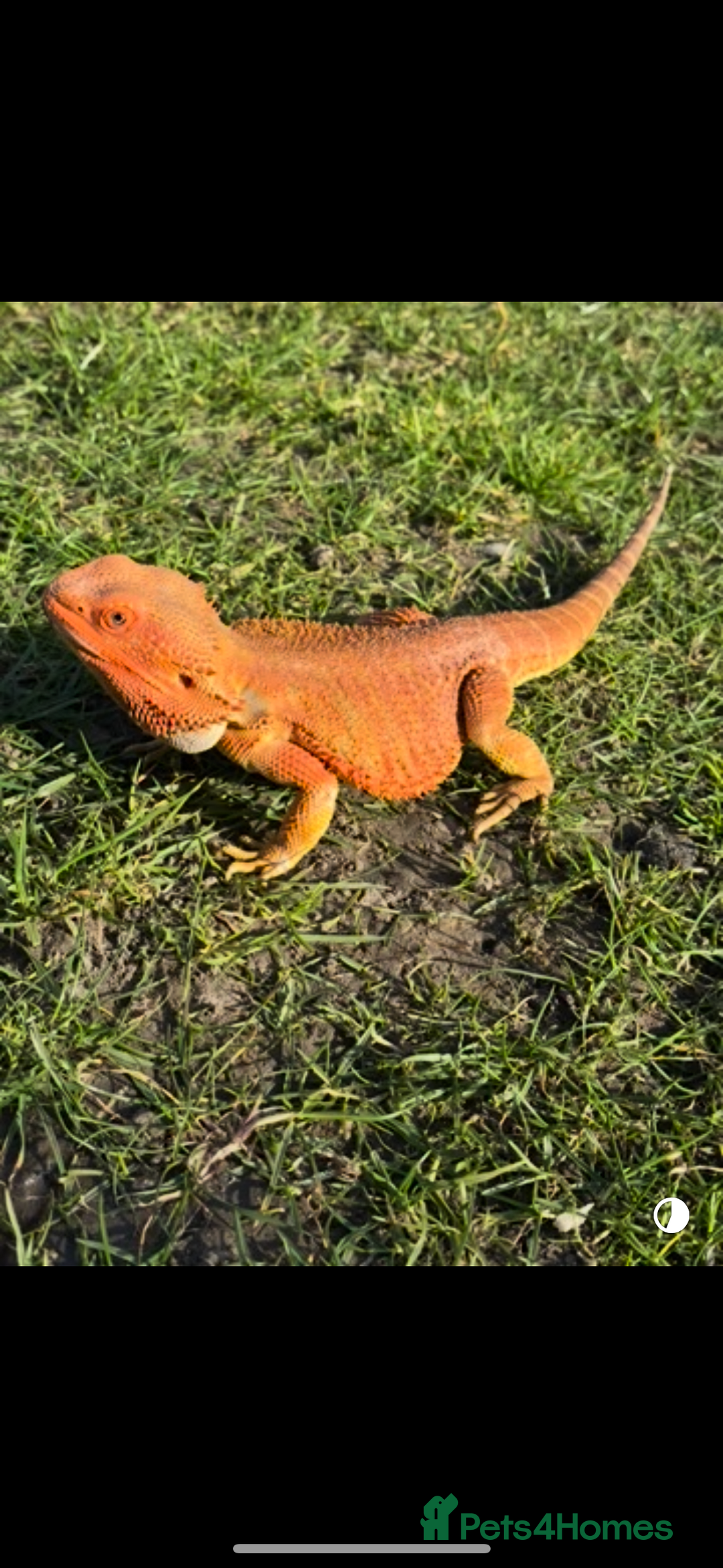 Bearded Dragon reptiles for sale: Super friendly bearded dragon - Image 3