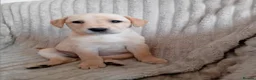 Labrador Retriever dogs for sale: Ready to go now Labrador pups for sale.  - Advert 25
