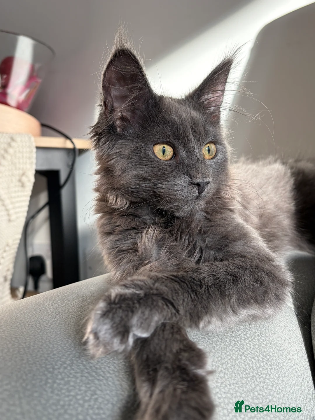 Mixed Breed cats for sale: Maine coon cross kitten - Blue male  - Advert 1