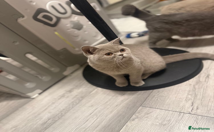 British Shorthair cats - Advert 5