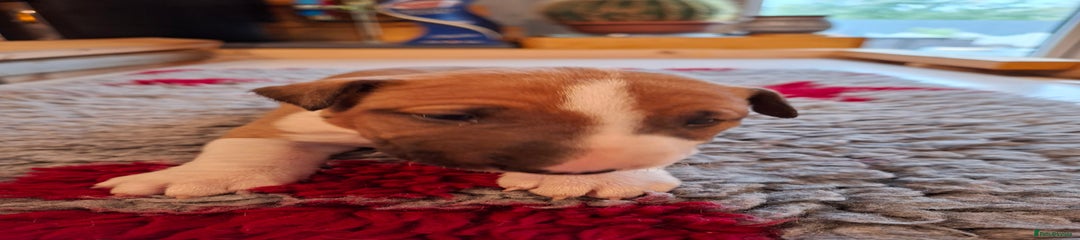 English Bull Terrier Puppy 2