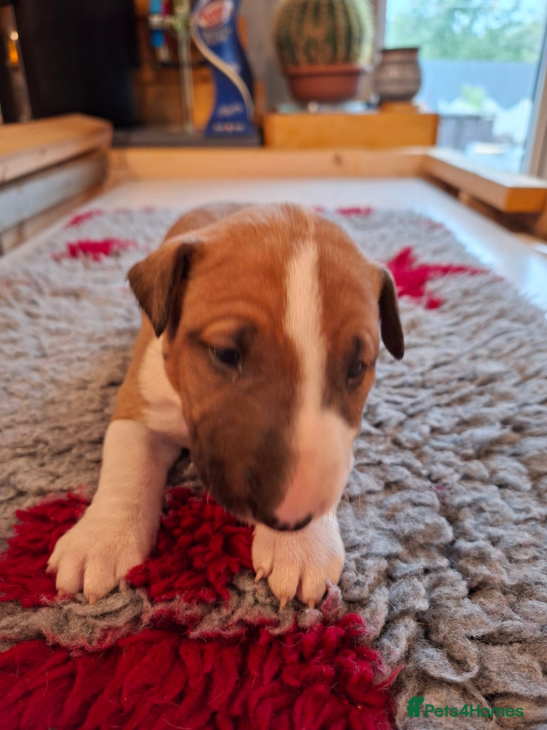 English Bull Terrier dogs for sale: 4 English bull terrier pups 2 male 2 female  - Image 10