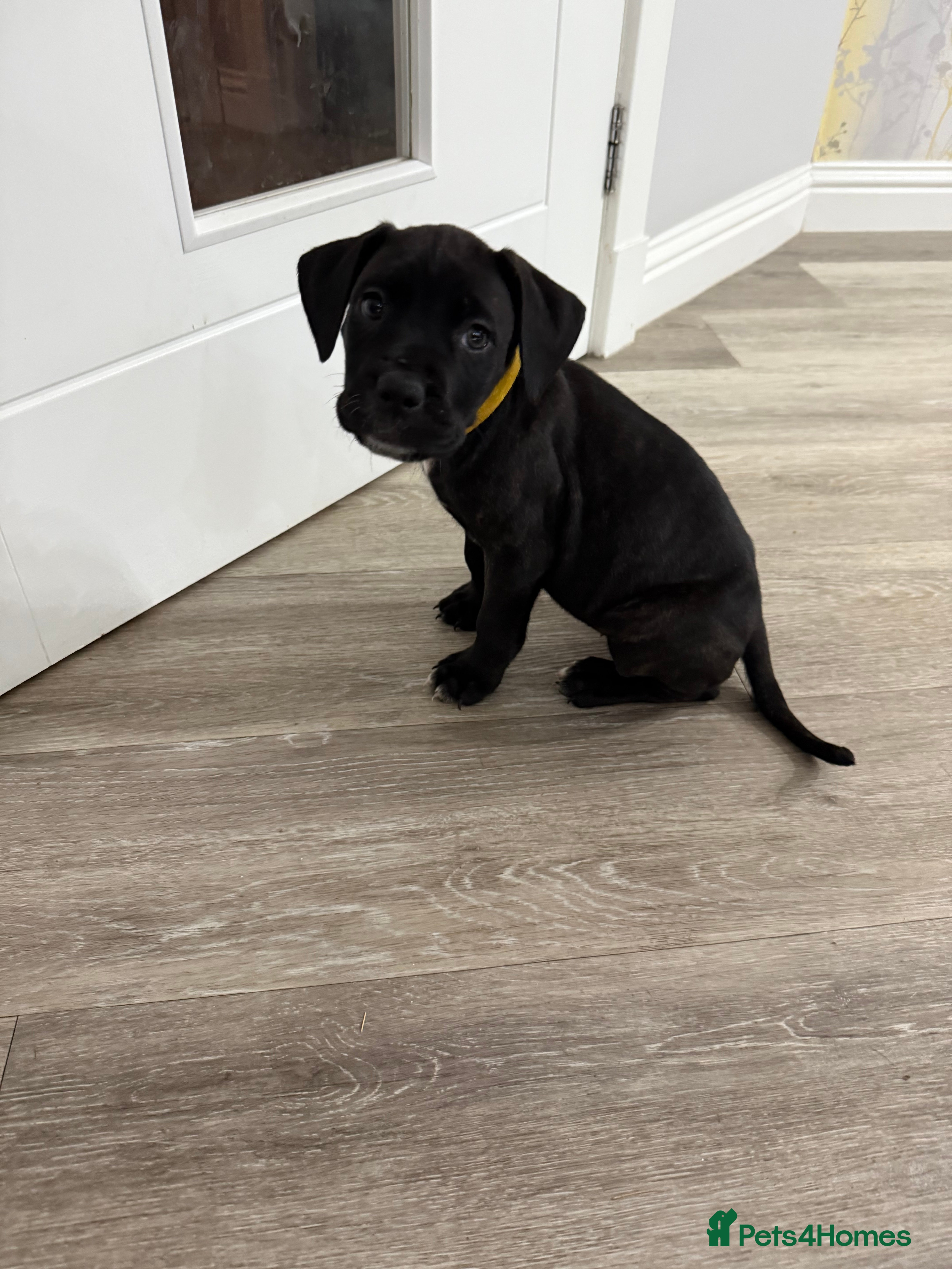 Cane Corso dogs Cane corso puppies - Advert 2