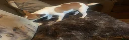 Jack Russell dogs for sale: jackrussell  - Advert 2