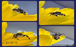 Spiders invertebrates for sale: Phidippus regius Apalachicola  - Image 4