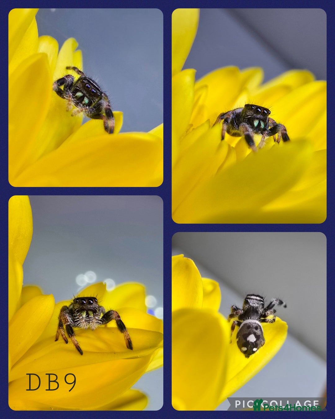 Spiders invertebrates for sale: Phidippus regius Apalachicola  - Image 4