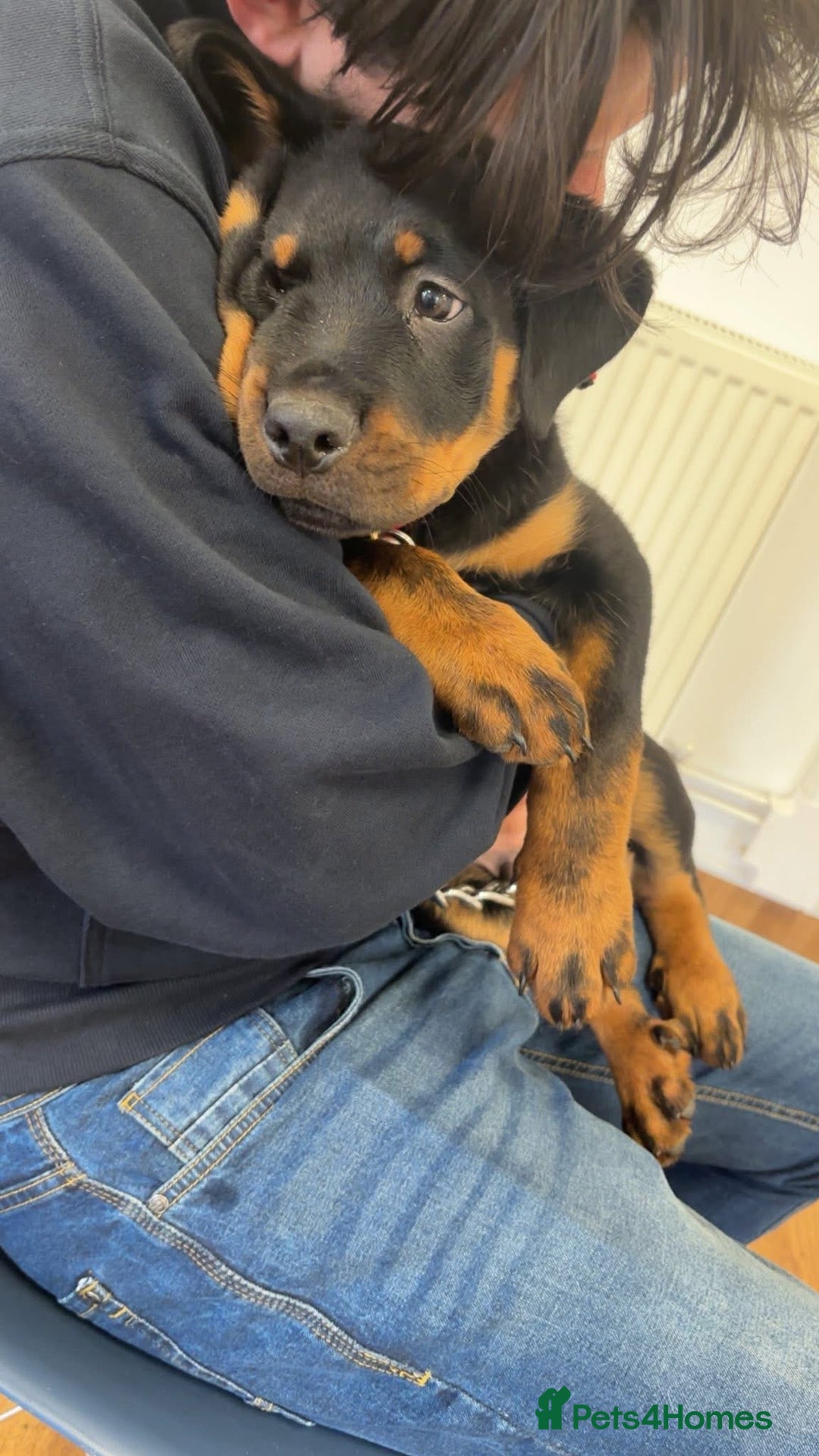 Rottweiler dogs for sale: 4 month old Rottweiler male - Advert 4