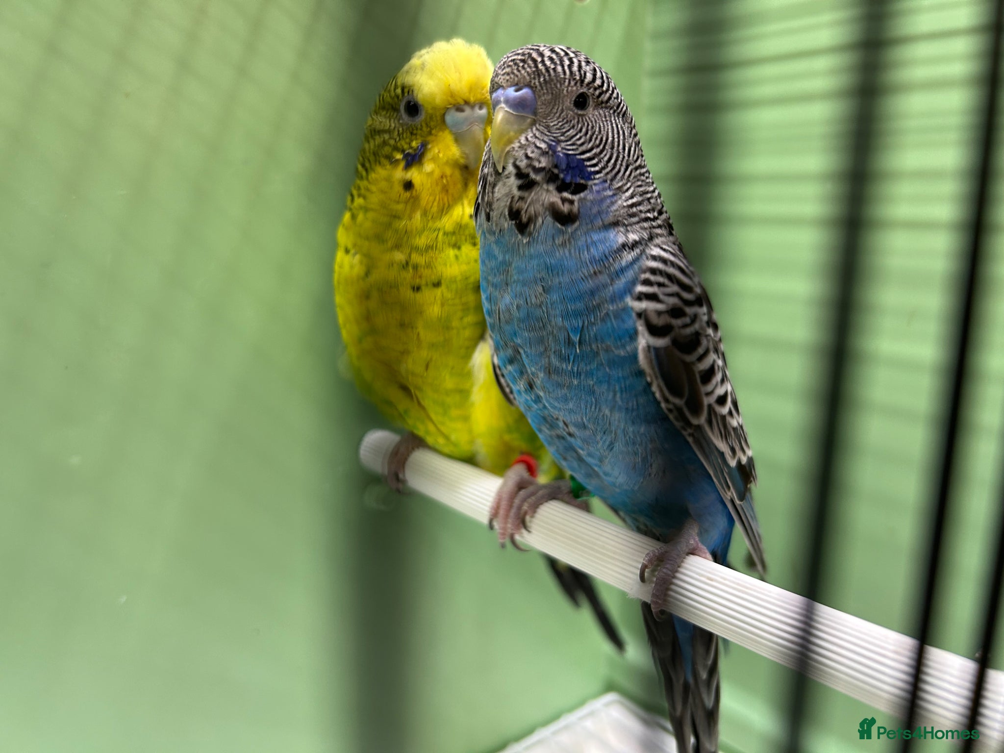 Budgerigars birds Black face and black wing proven pair  - Advert 2