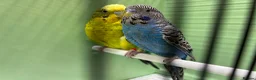 Budgerigars birds for sale: Black face and black wing proven pair  - Advert 1