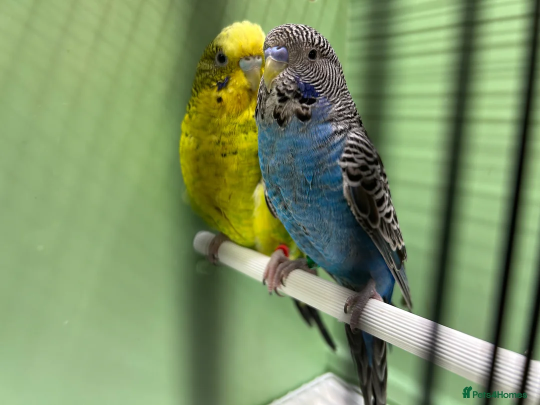 Budgerigars birds for sale: Black face and black wing proven pair  - Advert 1