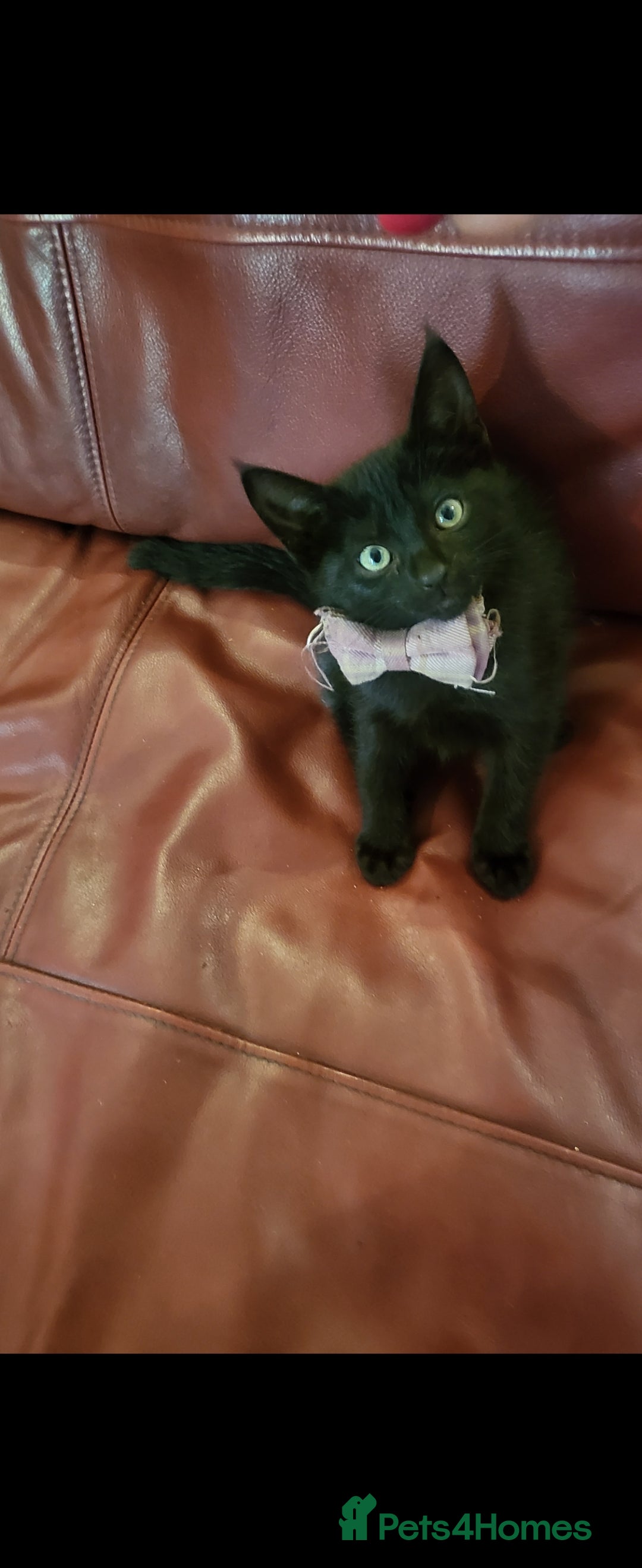 British Shorthair cats for sale: 1 girl and 1 white boy left. Dropped price at 150 - Image 6