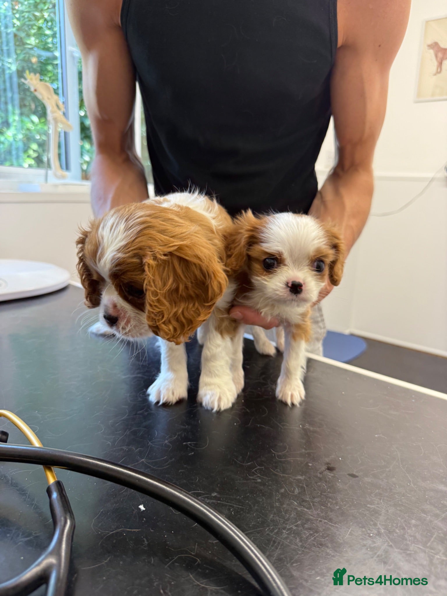 Cavalier King Charles Spaniel dogs Little Tiny Cavalier Available ❤️🐶 - Advert 2
