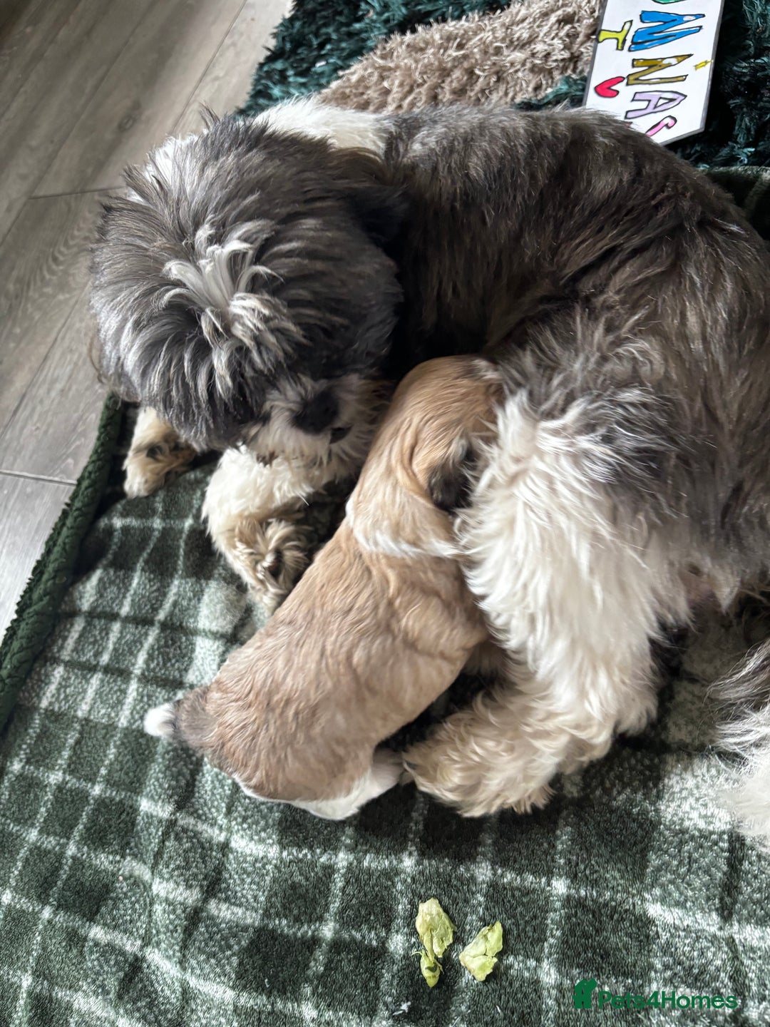 Lhasa Apso dogs for sale: Beautiful Lhasa Apso boy - Image 10