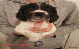 English Springer Spaniel dogs for sale: 🐶 Chunky Springer Spaniel Puppies 🏡 - Advert 9