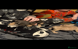 French Bulldog dogs for sale: French Bulldog Puppies 3 Male 4 Female  - Image 25