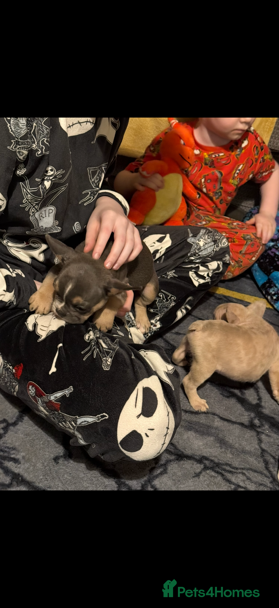 French Bulldog dogs for sale: French Bulldog Puppies 3 Male 4 Female  - Image 25