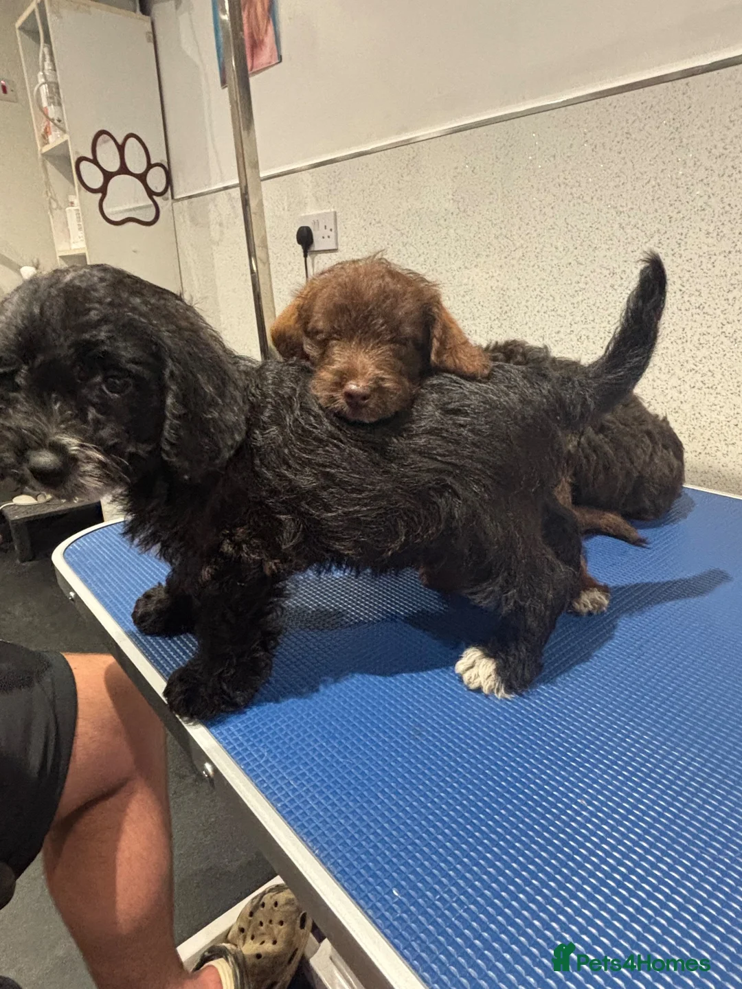 Cockapoo dogs for sale: 3 Gorgeous Boys in Merthyr Tydfil - Advert 9