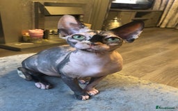 Sphynx cats for sale: ** Glittery Blue/Cream Torti Sphynx Girl ** - Image 16
