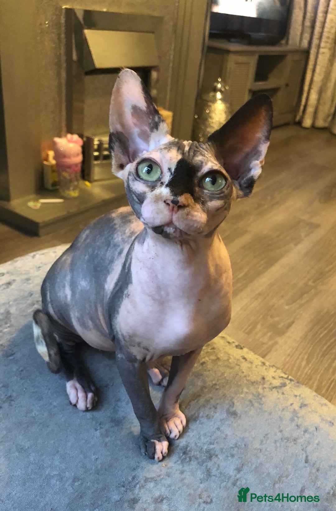 Sphynx cats for sale: ** Glittery Blue/Cream Torti Sphynx Girl ** - Image 16