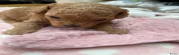 Mixed Breed dogs for sale: Malitpoos Puppies for sale  - Advert 3