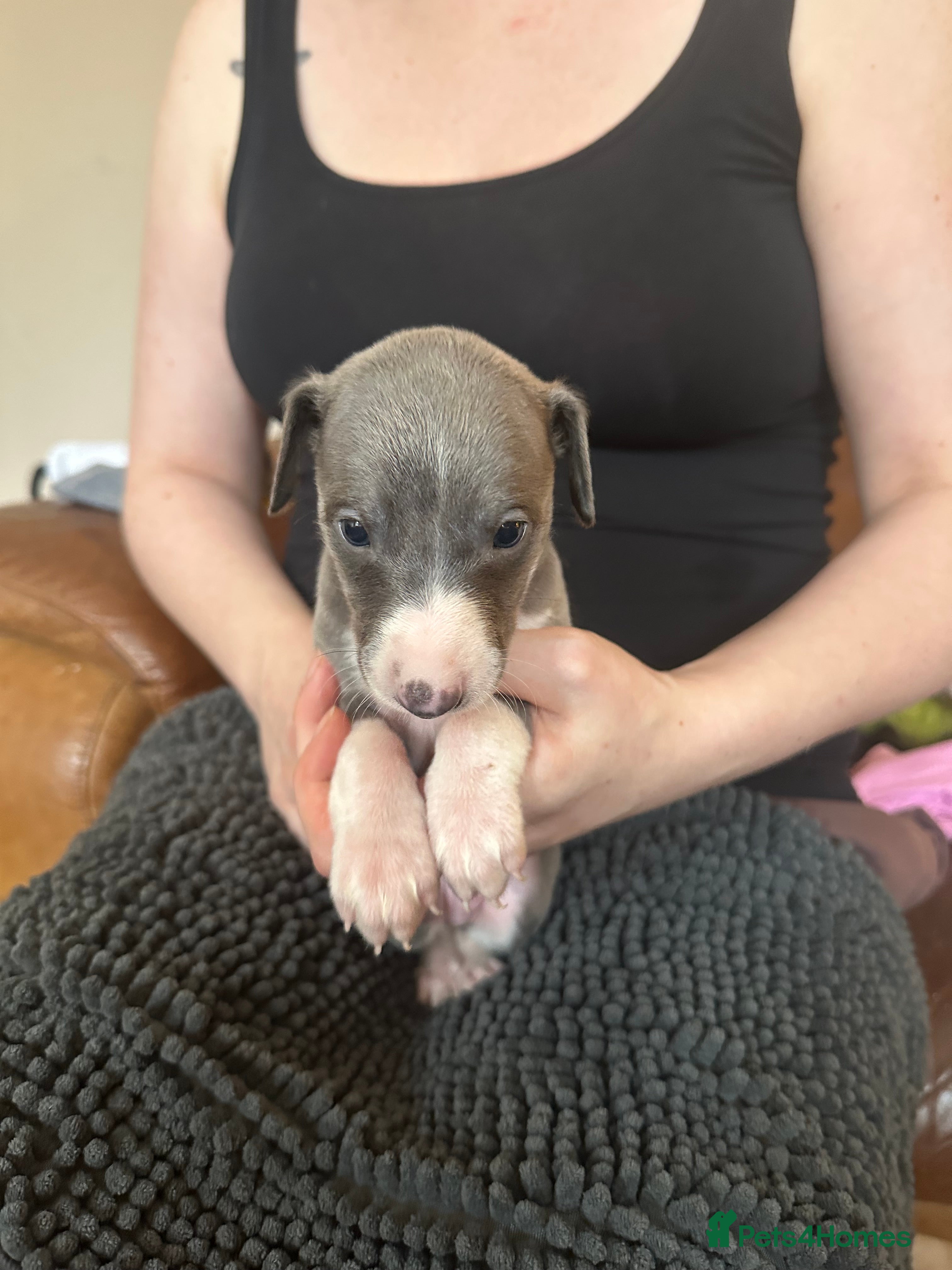 Mixed Breed dogs 8 stunning Italian greyhound x whippet puppies !!  - Advert 2
