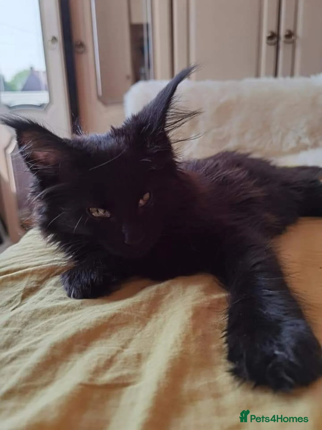 Maine Coon cats for stud: Proven Champion bloodlines stud in Doncaster - Advert 18