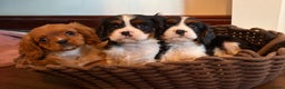 Cavalier King Charles Spaniel dogs for sale: Gorgeous Cavalier King Charles Spaniel Boys - Advert 3