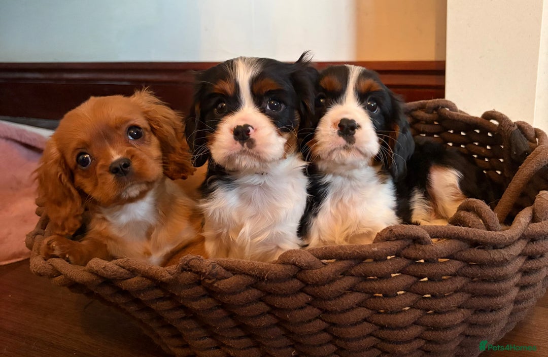 Cavalier King Charles Spaniel dogs for sale: Gorgeous Cavalier King Charles Spaniel Boys - Advert 3