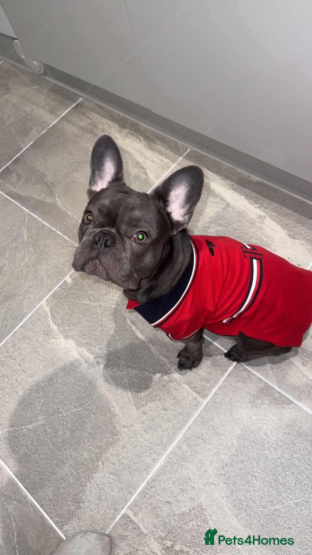 French Bulldog dogs for sale: 9 month old Frenchie looking for a new home - Advert 3