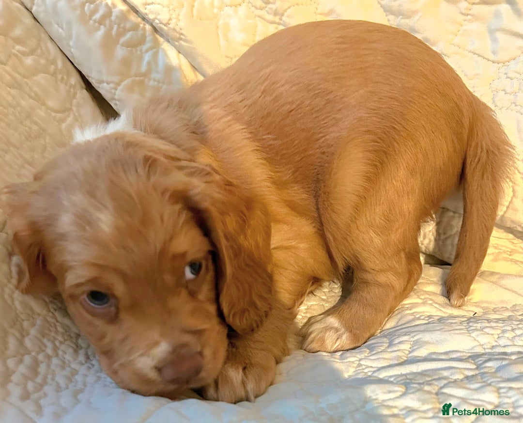 Cocker Spaniel dogs for sale: HEALTH CHECKED KC REG WORKING COCKER SPANIELS  - Advert 11