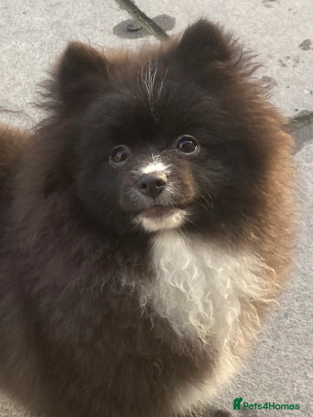 Pomeranian dogs for sale: Adorable fluffy pom puppies - Advert 18