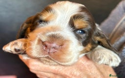 Cocker Spaniel dogs for sale: Show cocker spaniel pups  - Image 23