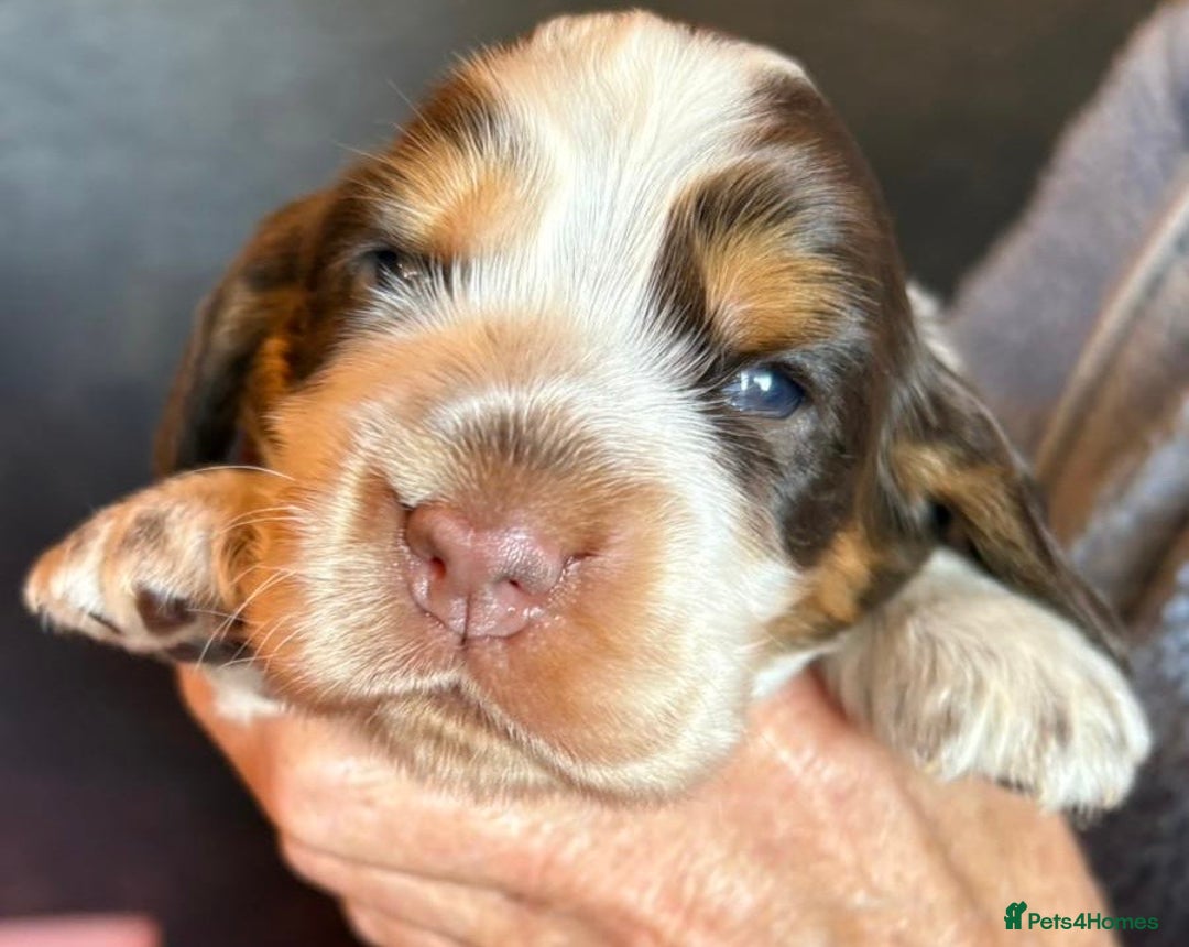 Cocker Spaniel dogs for sale: Show cocker spaniel pups  - Image 23