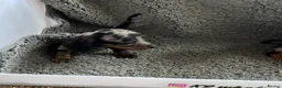 Dachshund dogs for sale: 2 gorgeous dappled and 1 brown Dachshund puppies  in Godalming - Advert 10