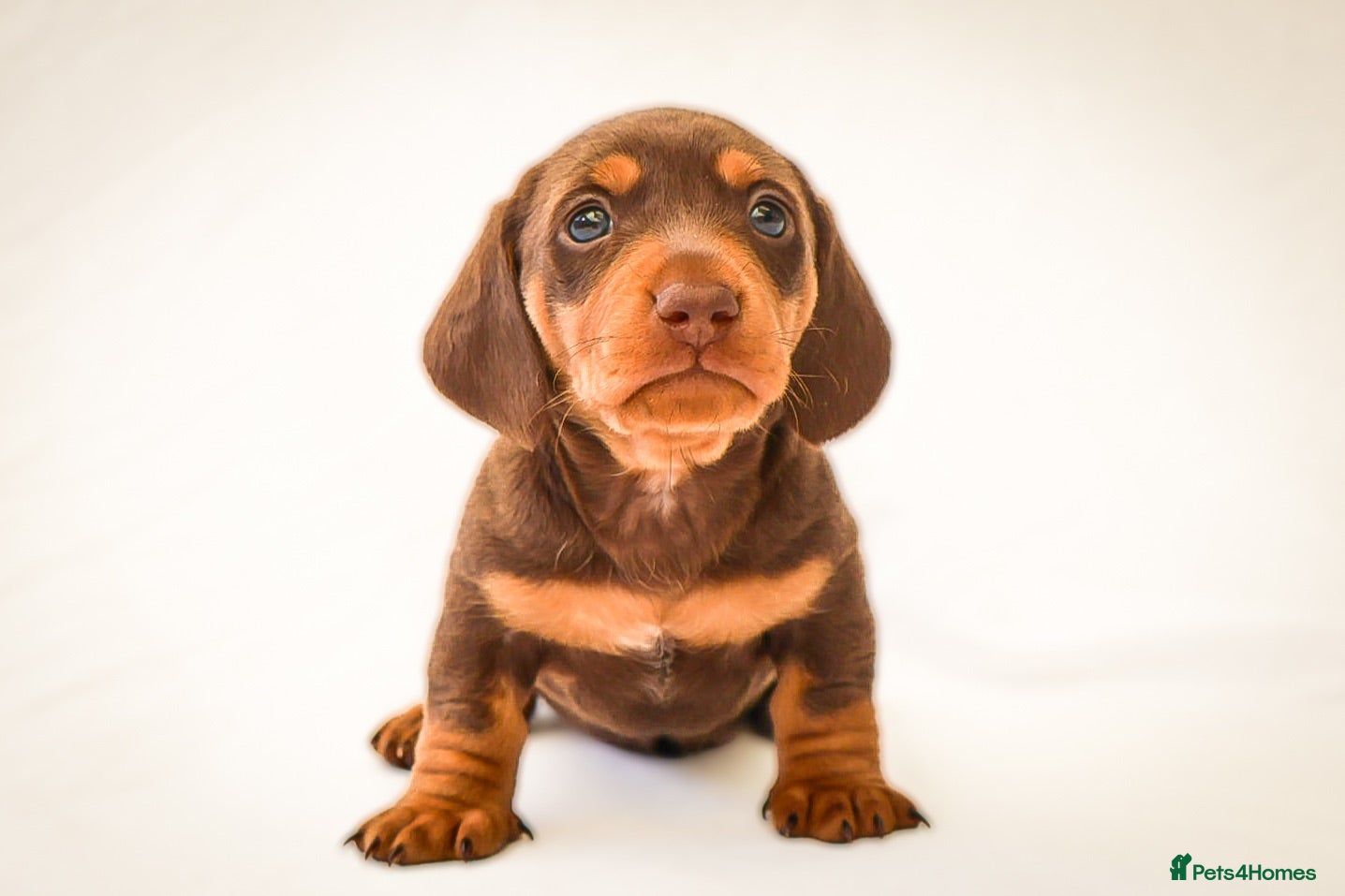 Miniature Dachshund dogs KC Health Tested Miniature Dachshunds - Licensed - Advert 1