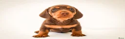 Miniature Dachshund dogs for sale: KC Health Tested Miniature Dachshunds - Licensed - Advert 1