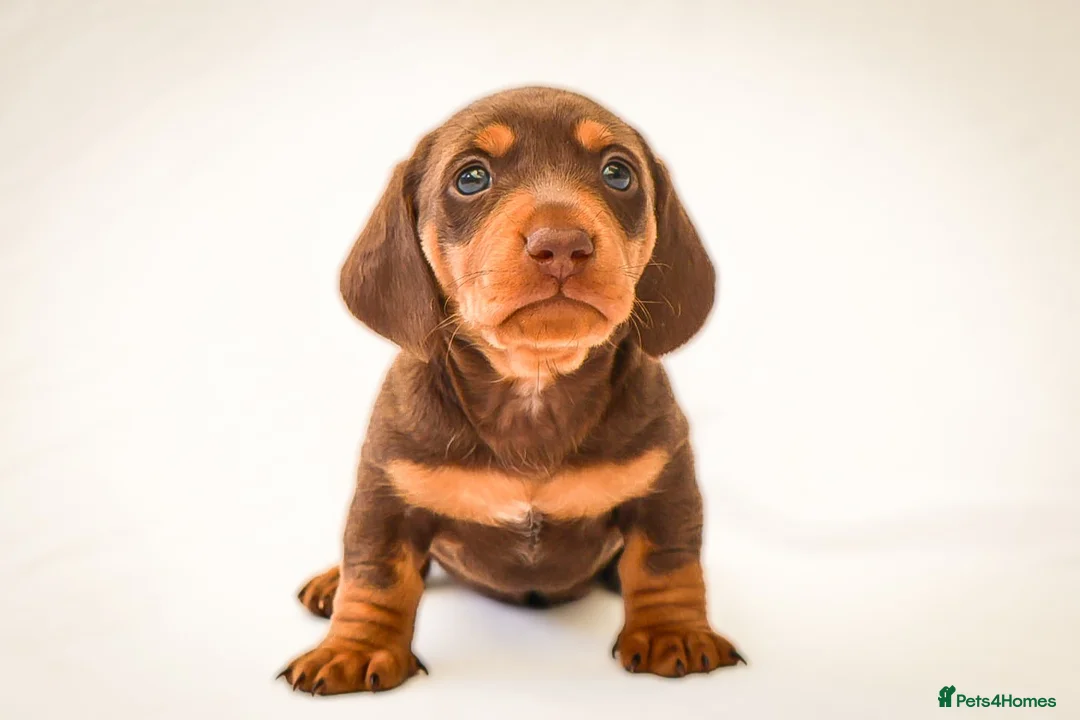 Miniature Dachshund dogs for sale: KC Health Tested Miniature Dachshunds - Licensed - Advert 1