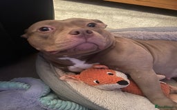 Mixed Breed dogs for sale: Pocket bully - Image 1