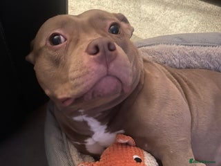 Mixed Breed dogs for sale - Advert 1