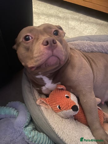 Mixed Breed dogs - Advert 2