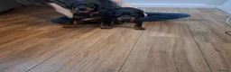 Dobermann dogs for sale:  Dobermann pups,Female Ready to leave now. - Advert 2