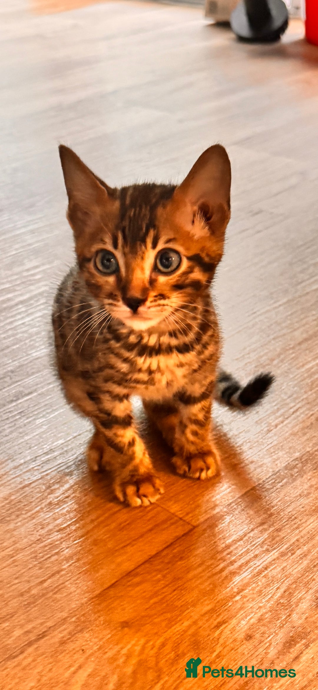 Bengal cats for sale: Cute bengal kitten  - Advert 1