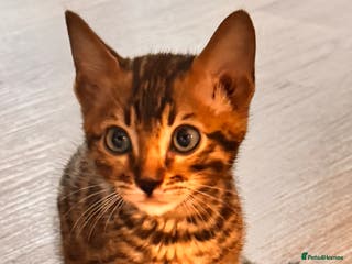 Bengal cats Cute bengal kitten - Advert 17