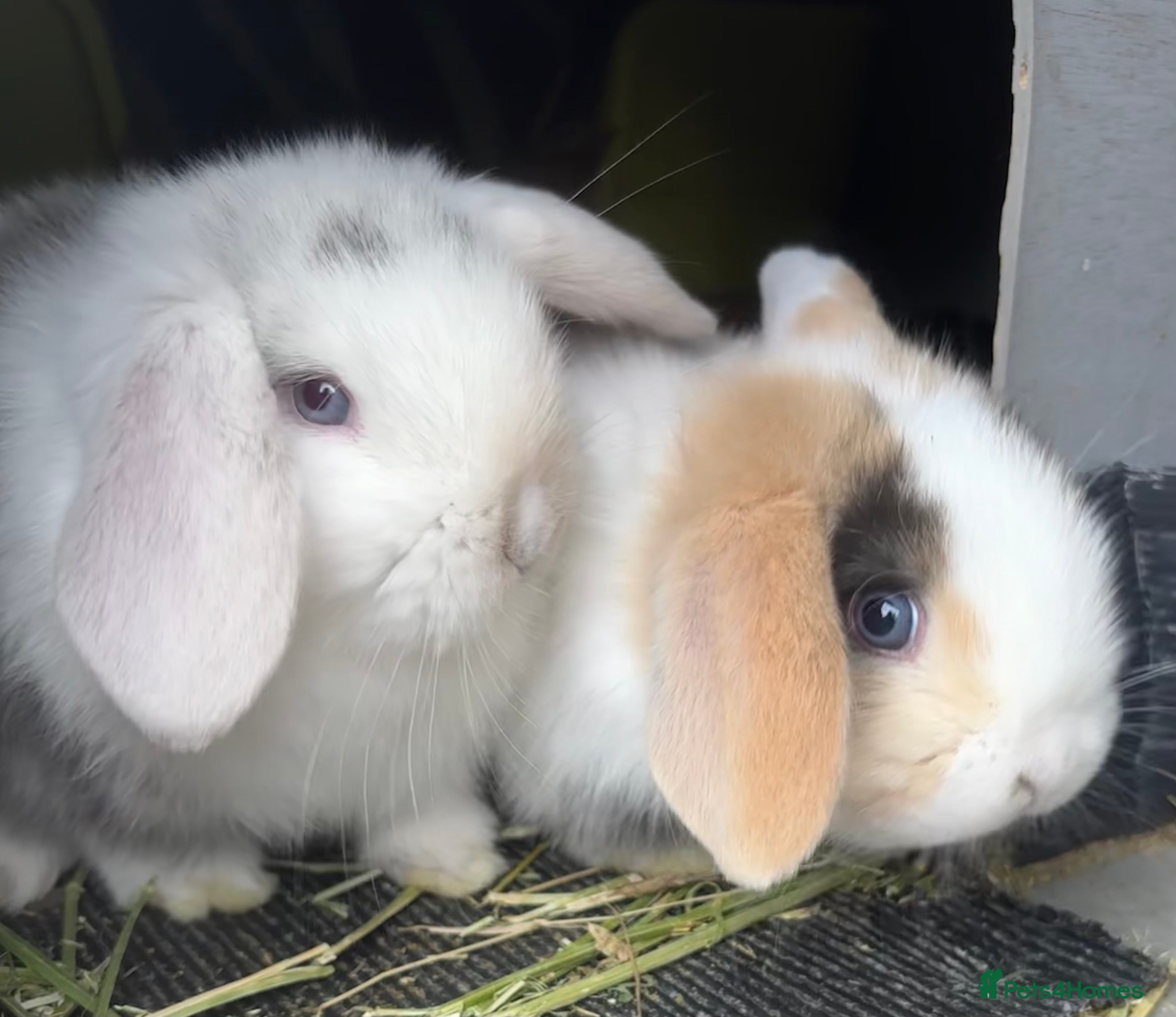 Mini Lop rabbits Mini Lop Baby Bunnies - Reserve now - Advert 10