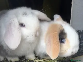 Mini Lop rabbits Mini Lop Baby Bunnies - Reserve now - Advert 10