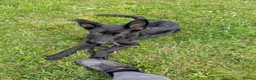 German Shepherd dogs for sale: Gorgeous pure black German Shepherd Pup - Advert 7