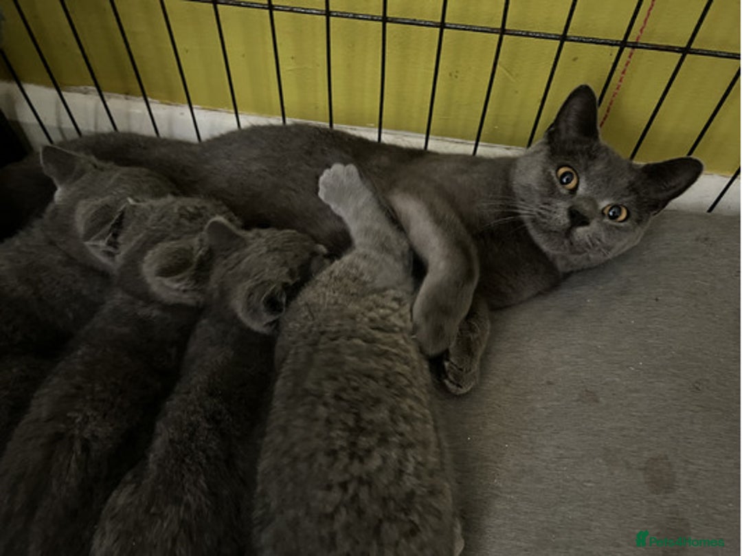 British Shorthair cats for sale: Perfect purebred British Shorthair kittens - Image 8