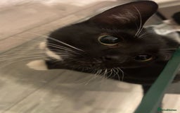 British Shorthair cats for sale: 2 cats for sale  - Image 3