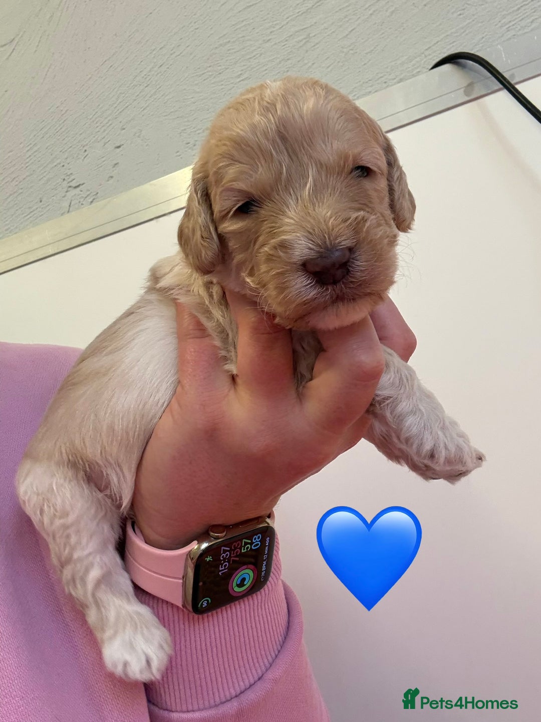 Sproodle dogs for sale: F2b Sproodle Puppies 2 boys and 1 girl remaining - Advert 9