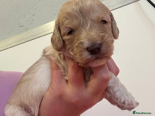 Sproodle dogs - Advert 4